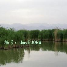 ḻ