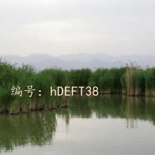 ƻ